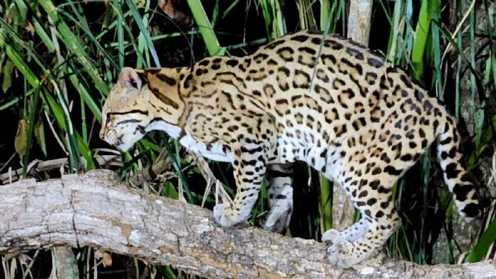 Imagem do WhatsApp de 2025-11-07 à(s) 15.28.50_1ee8e343