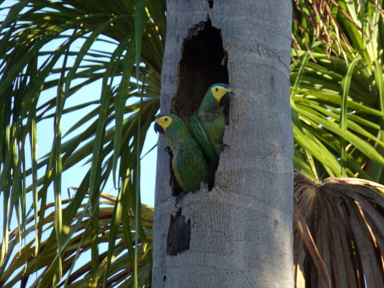 Imagem do WhatsApp de 2025-11-07 à(s) 15.45.30_9b2fbe46